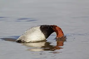 Aythya: Common Pochard (Aythya ferina) adult male, diving