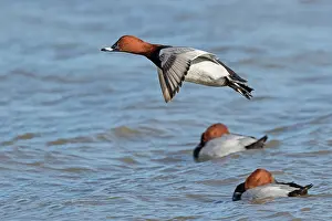 Aythya: Common Pochard (Aythya ferina) adult male, in flight