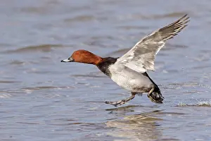 Aythya: Common Pochard (Aythya ferina) adult male, in flight