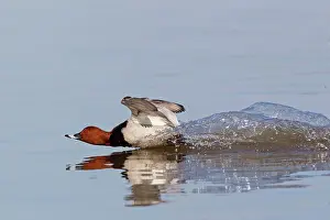 Aythya: Common Pochard (Aythya ferina) adult male, landing