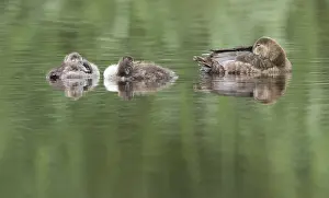 Aythya: Common Pochard (Aythya ferina) female with two