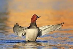Aythya: Common Pochard (Aythya ferina) male