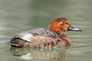 Ferina: Common Pochard - female