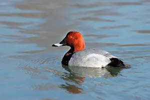 Ferina: Common Pochard - male