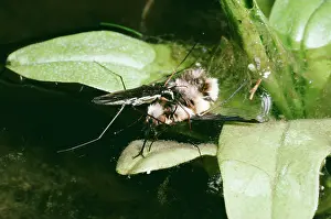 Lacustris: Common Pond SKATER - feeding on bee fly