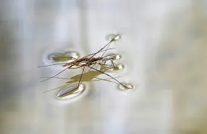 Shank: Common pond skater (Gerridae) at mating, female
