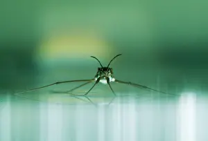 Film: Common Pond SKATER - on water surface