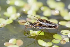 Lacustris: Common Pond Skaters - mating