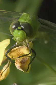 Pterygota: Common Pondhawk
