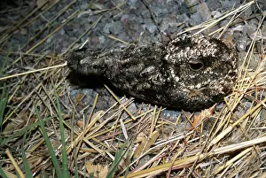 Poor: Common Poorwill