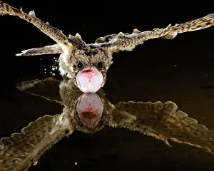 Poor: Common Poorwill Drinking