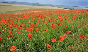 Downs: Common Poppies on the Berkshire Downs