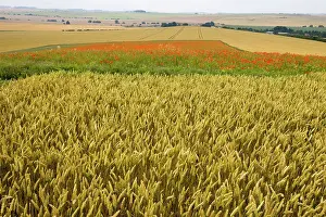 Downs: Common Poppies on the Berkshire Downs