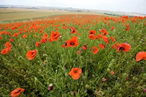 Downs: Common Poppies on the Berkshire Downs