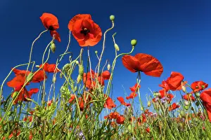 150321: Common Poppies, against a blue sky, Hessen, Germany