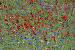 Cornflowers: Common Poppies and Cornflower (Centaurea cyanus)