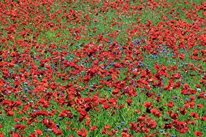 Cornflowers: Common Poppies and Cornflowerc(Centaurea cyanus)