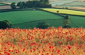 Anthony Harrison: Common POPPIES - in farming landscape
