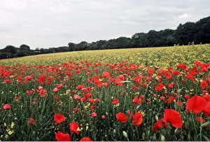 Weeds: Common POPPIES - in field