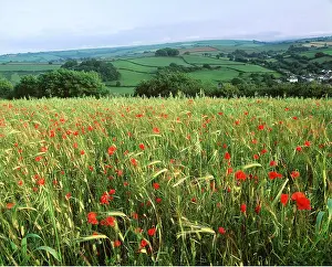 Weeds: Common POPPIES - in green barley field