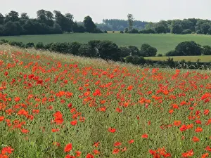 Downland: Common Poppies - growing wild on chalk downland