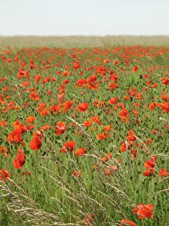 Downland: Common Poppies - growing wild on chalk downland
