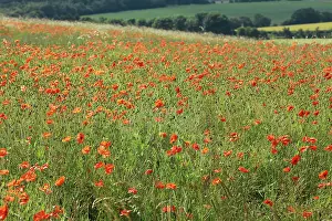 Downland: Common Poppies - growing wild on chalk downland