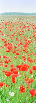 Mayweed: Common Poppies - in meadow