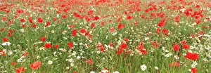 Mayweed: Common Poppies and Scentless Mayweed in meadow