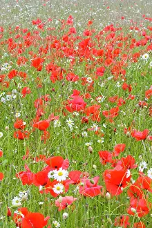 Mayweed: Common Poppies - and Scentless Mayweed in meadow