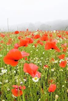 Mayweed: Common Poppies - and Scentless Mayweed in meadow
