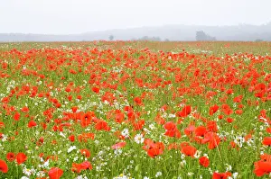 Mayweed: Common Poppies - and Scentless Mayweed in meadow