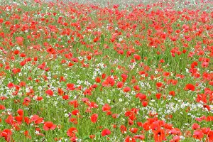 Mayweed: Common Poppies - and Scentless Mayweed in meadow