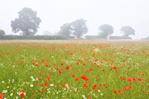 Mayweed: Common Poppies - and Scentless Mayweed in meadow