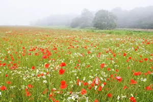 Mayweed: Common Poppies - and Scentless Mayweed in meadow