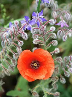 Borage: Common POPPY - and Borage in old garden