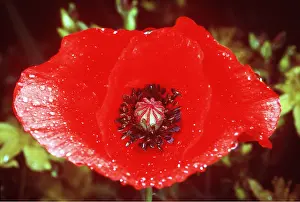 Ailsa Hopkin: COMMON POPPY - close-up of flower