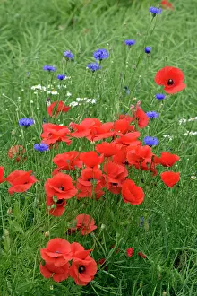 Cornflowers: Common Poppy and Cornflower (Centaurea montana)