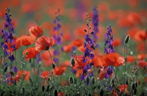 Hispanica: Common POPPY and Eastern Larkspur (Consolida hispanica)