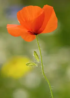 Sepals: Common Poppy or Field Poppy, with fallen sepals