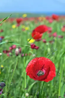 Wars: Common Poppy - in field - summer