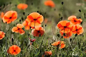 Papaver: Common Poppy, flowers growing on fallow land, with