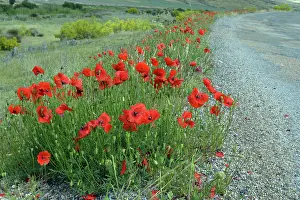 Roadside: Common Poppy growing beside a road in unstable gravel;