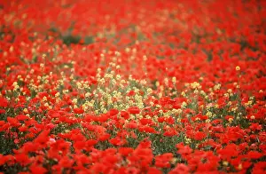 Weeds: COMMON POPPY - mass in field