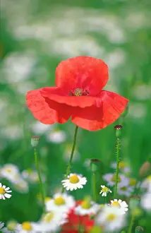 Mayweed: Common Poppy in Mayweed