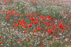 Leucanthemum: Common Poppy and Ox - Eye Daisies, (Leucanthemum