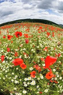 Papaver: Common Poppy and Ox - Eye Daisies, (Leucanthemum