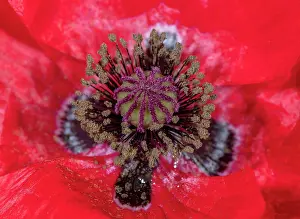 Micro: Common Poppy, Papaver rhoeas, flower in close-up