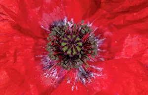 Micro: Common Poppy, Papaver rhoeas, flower in close-up