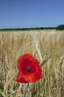 Wheat: Common Poppy (Papaver rhoeas) flowering in wheat